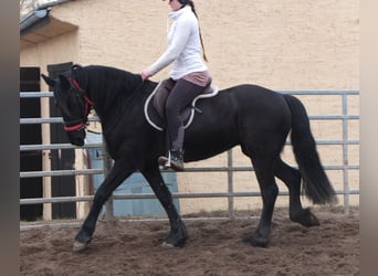 Fries paard, Merrie, 4 Jaar, 162 cm, Zwart