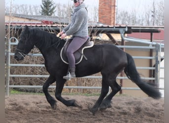 Fries paard, Merrie, 4 Jaar, 162 cm, Zwart