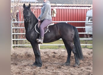 Fries paard, Merrie, 4 Jaar, 162 cm, Zwart