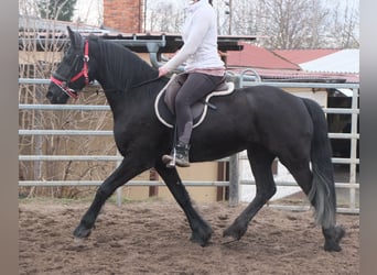 Fries paard, Merrie, 4 Jaar, 162 cm, Zwart