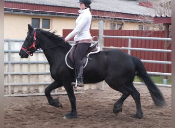 Fries paard, Merrie, 4 Jaar, 162 cm, Zwart