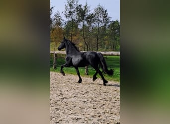 Fries paard, Merrie, 4 Jaar, 162 cm, Zwart