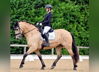Fries paard Mix, Merrie, 4 Jaar, 163 cm, Buckskin