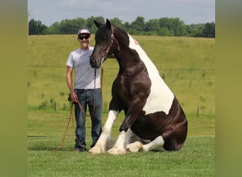 Fries paard, Merrie, 4 Jaar, 163 cm, Tobiano-alle-kleuren
