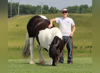 Fries paard, Merrie, 4 Jaar, 163 cm, Tobiano-alle-kleuren