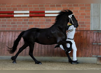 Fries paard, Merrie, 4 Jaar, 163 cm, Zwart