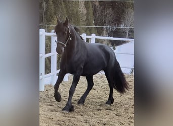 Fries paard, Merrie, 4 Jaar, 163 cm, Zwart