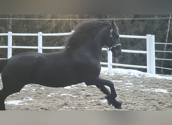 Fries paard, Merrie, 4 Jaar, 163 cm, Zwart