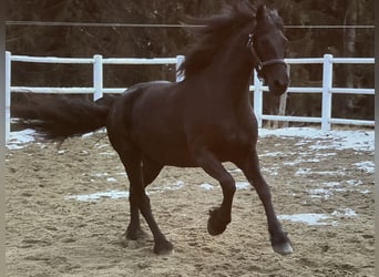 Fries paard, Merrie, 4 Jaar, 163 cm, Zwart