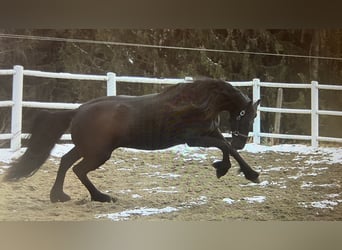 Fries paard, Merrie, 4 Jaar, 163 cm, Zwart