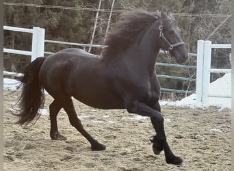 Fries paard, Merrie, 4 Jaar, 163 cm, Zwart