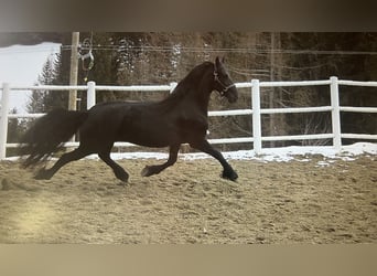 Fries paard, Merrie, 4 Jaar, 163 cm, Zwart