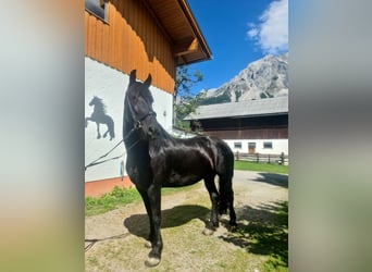 Fries paard, Merrie, 4 Jaar, 163 cm, Zwart