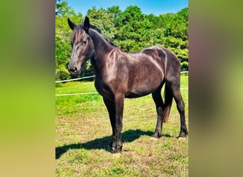 Fries paard, Merrie, 4 Jaar, 163 cm, Zwart