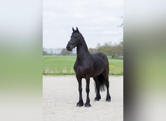 Fries paard, Merrie, 4 Jaar, 164 cm, Zwart