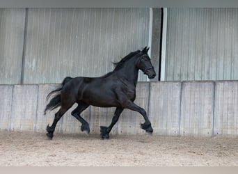 Fries paard, Merrie, 4 Jaar, 164 cm, Zwart
