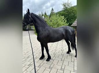 Fries paard, Merrie, 4 Jaar, 164 cm, Zwart