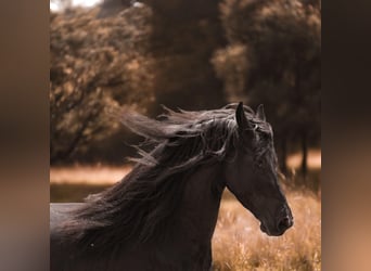 Fries paard, Merrie, 4 Jaar, 164 cm, Zwart