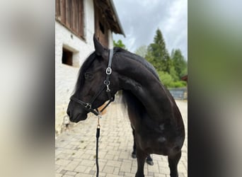 Fries paard, Merrie, 4 Jaar, 164 cm, Zwart