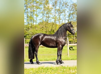 Fries paard, Merrie, 4 Jaar, 164 cm, Zwart