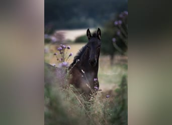 Fries paard, Merrie, 4 Jaar, 164 cm, Zwart
