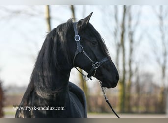 Fries paard, Merrie, 4 Jaar, 165 cm, Zwart