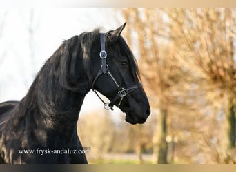 Fries paard, Merrie, 4 Jaar, 165 cm, Zwart