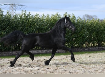 Fries paard, Merrie, 4 Jaar, 165 cm, Zwart