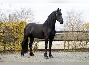 Fries paard, Merrie, 4 Jaar, 165 cm, Zwart