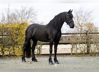 Fries paard, Merrie, 4 Jaar, 165 cm, Zwart