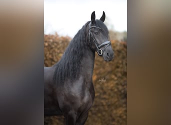 Fries paard, Merrie, 4 Jaar, 167 cm, Zwart
