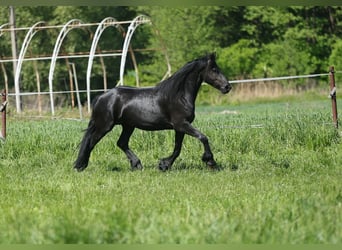 Fries paard, Merrie, 4 Jaar, 167 cm, Zwart