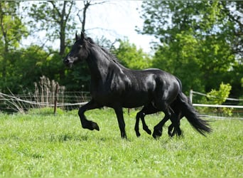 Fries paard, Merrie, 4 Jaar, 167 cm, Zwart