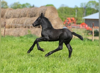 Fries paard, Merrie, 4 Jaar, 167 cm, Zwart