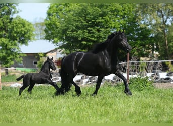 Fries paard, Merrie, 4 Jaar, 167 cm, Zwart