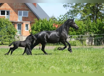 Fries paard, Merrie, 4 Jaar, 167 cm, Zwart