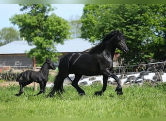 Fries paard, Merrie, 4 Jaar, 167 cm, Zwart