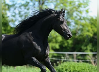 Fries paard, Merrie, 4 Jaar, 167 cm, Zwart