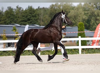 Fries paard, Merrie, 4 Jaar, 167 cm, Zwart
