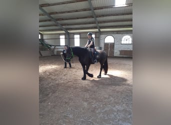 Fries paard, Merrie, 4 Jaar, 168 cm, Zwart