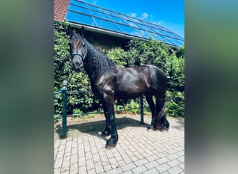 Fries paard, Merrie, 4 Jaar, 168 cm, Zwart