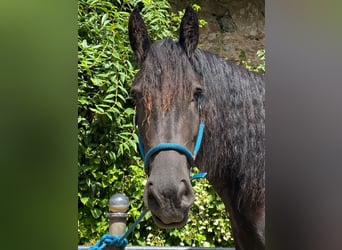 Fries paard, Merrie, 4 Jaar, 168 cm, Zwart