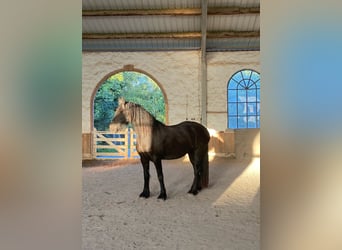 Fries paard, Merrie, 4 Jaar, 168 cm, Zwart