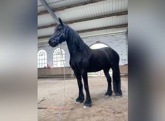 Fries paard, Merrie, 4 Jaar, 168 cm, Zwart