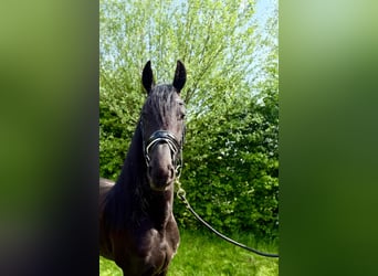 Fries paard, Merrie, 4 Jaar, 168 cm, Zwart