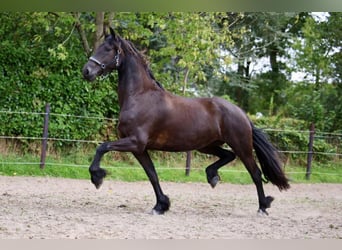 Fries paard, Merrie, 4 Jaar, 170 cm, Zwart