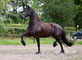 Fries paard, Merrie, 4 Jaar, 170 cm, Zwart