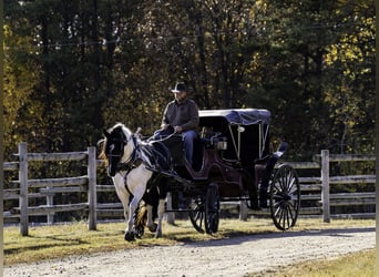 Fries paard Mix, Merrie, 4 Jaar, 173 cm