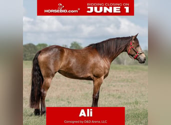 Fries paard Mix, Merrie, 4 Jaar, Buckskin