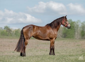 Fries paard Mix, Merrie, 4 Jaar, Buckskin